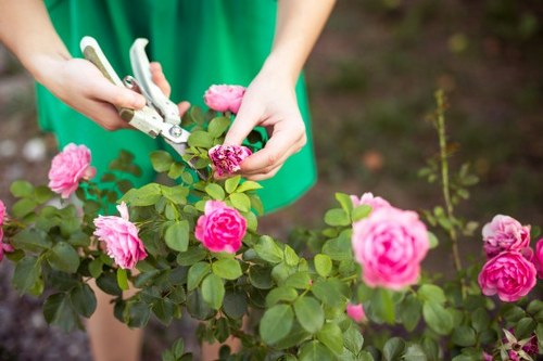 Seasonal garden maintenance in Kentish Town