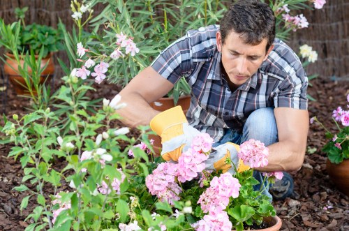 Gardener pruning shrubs and maintaining plant health in Kentish Town